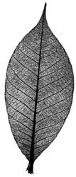 Leaf K5340