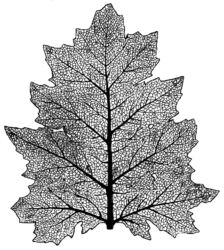 Leaf K5373