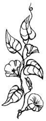 Flowers K5384