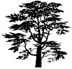 Tree  Cedar L2830