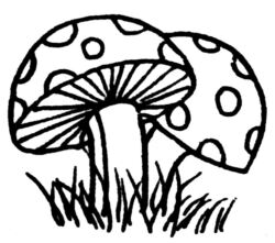 Mushrooms L2850