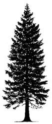Pine tree L4661