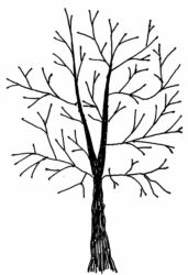 Winter Tree L4673