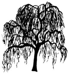 Willow tree L910