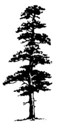 Pine tree L934