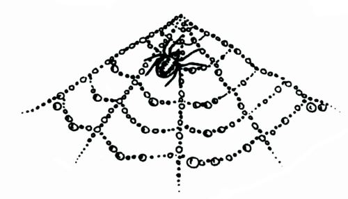 Spider on her cobweb